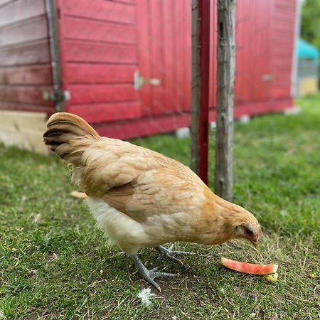 Ferienwohnung Alma Pflach Bagian luar foto