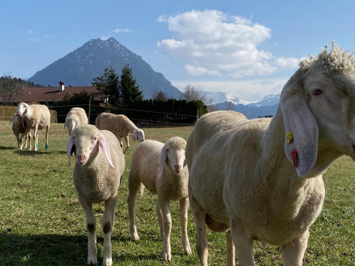 Ferienwohnung Alma Pflach Bagian luar foto