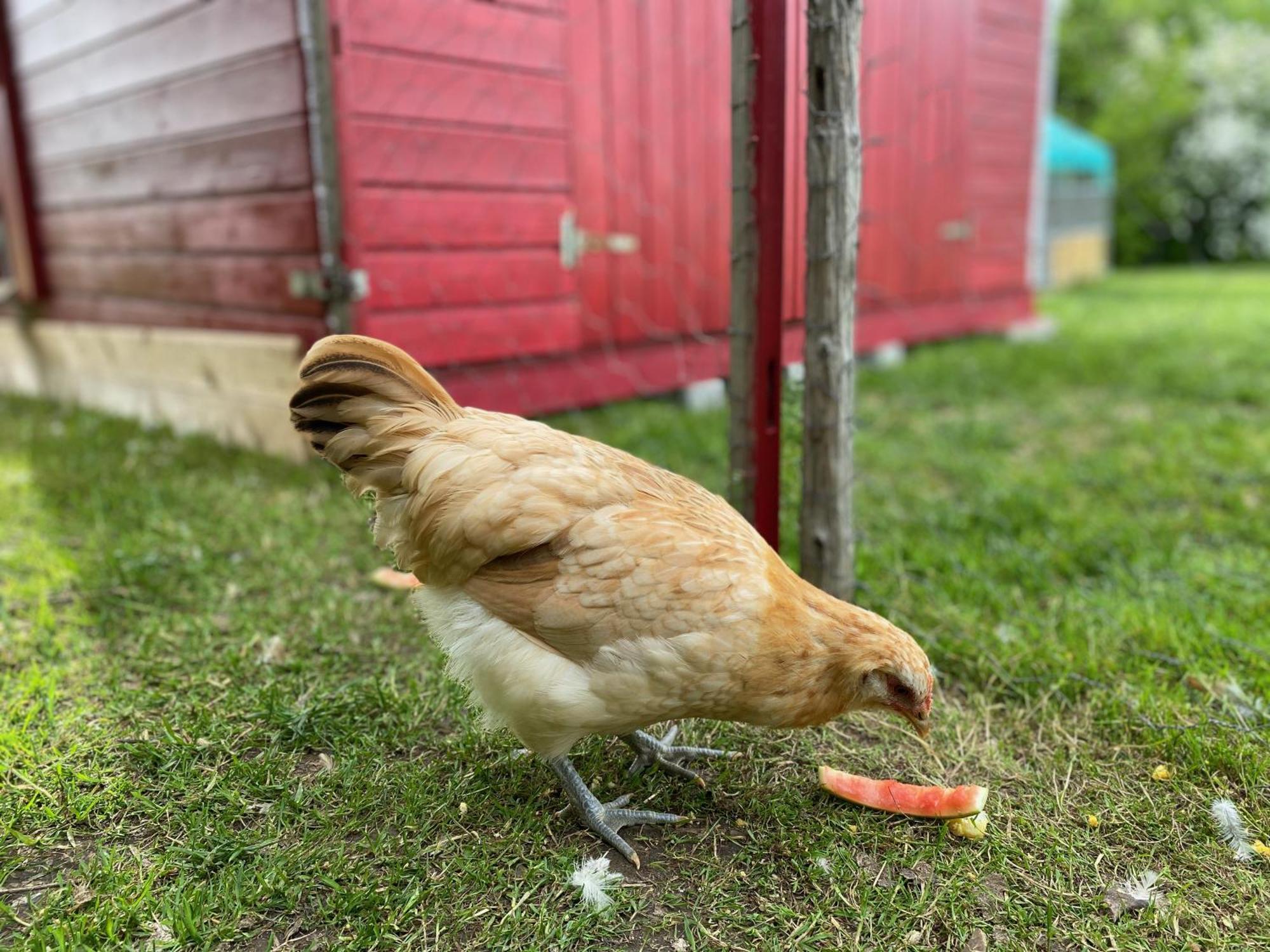 Ferienwohnung Alma Pflach Bagian luar foto