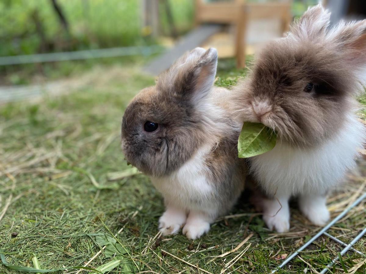 Ferienwohnung Alma Pflach Bagian luar foto